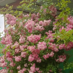 IMG_20250701_174523K79db0399c3f5dee2