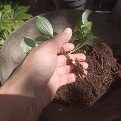 IMG_20250726_1216377e58bee791085d36