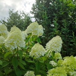 IMG_20250803_0756283df955ad517021f7