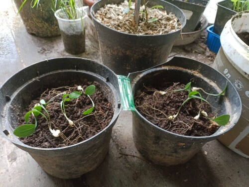 IMG_20250824_155252 Лео