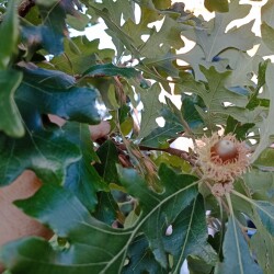 IMG_20250827_19251395112e42503d3121