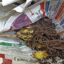 IMG_20250831_15333557cf2727b38ac538