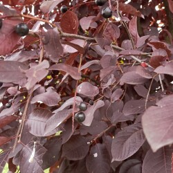 IMG_20250904_0805209af2895e3e8f8ba9