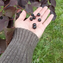 IMG_20250904_0805513858fd47ecb77ff7