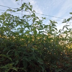 IMG_20250914_160108357c7a02839645fa