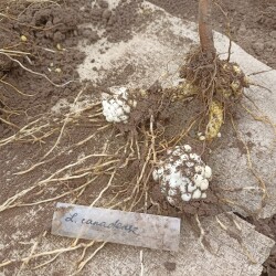 IMG_20250927_130401619f4a70f3111fa7