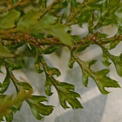 MNOGORYDIMG_20250201_165222363918fc56eab4a0