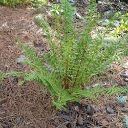 USPP1340376e20947a99ae6d0c2