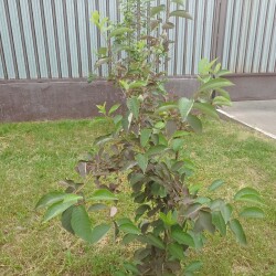 IMG_20250604_0903038b8cc1ff82fbce3b