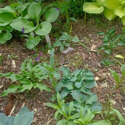 IMG_20250606_090320b17ae8c17c425374