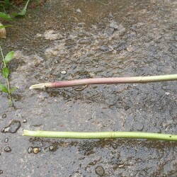 IMG_20250618_082728feb6cda2de29fe7e