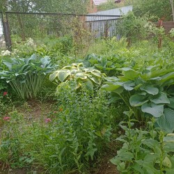 IMG_20250618_173445f575bb4ce473007d