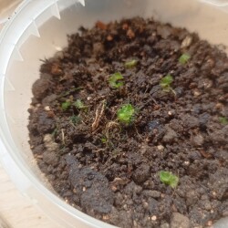 IMG_20250620_150200f5a51da11e0673e3