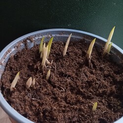 lily-23-Jan-2646f8d52da866efe6