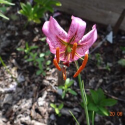 i-43ed98032c3cd52185