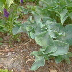 IMG_20250531_120126925279de06846fb0