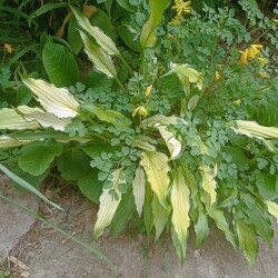 IMG_20250531_120831520f41a29a40b5a3