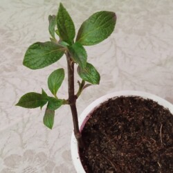 polar-bear-27-janbee90a1f8454f92d