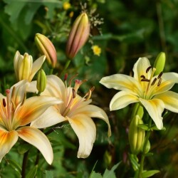 KeGk9uTjXB91wZ9Fk8E_egsz8UK5y12ToSPABbfSLKVHc-H4Yyuy8s5dbWnYgoSTdNwQ_HDCm2CS34--BjyWGsC331c451d38e2744907