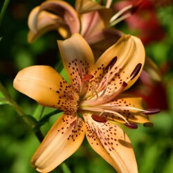 buuN3sdcmlNaT-2g7UWgw7CprLz2OL35o0at97TmjuuZf0mZgiyahfl0KZjpgI7RZsZtVzGUo3fxOxLNK8tRn4Im82435ac024ec3088