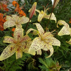 BDzOJ96-0N79Xpt1vAguVMUPoQRlwWPMU3_5gTK9x2J8c8NZnvzseGOEGLkvX6HCAlEqmZly_DZDB5BXCMEK7l7V3309ac3bb70dbc02