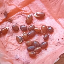 IMG_20260218_200346cec92cbcf9929297