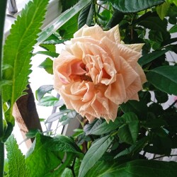 28-Feb-Opal601a461905d4c318