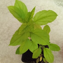 decor-apple-23-marb26bbcfe580239f4