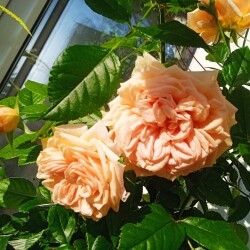 rose-25-m3c1a4394d149b394