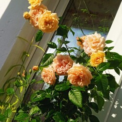 rose-3-m37ab3727a2b1846c