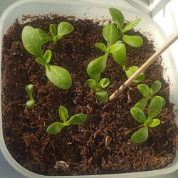 osteo-26-mar64792939dc960357