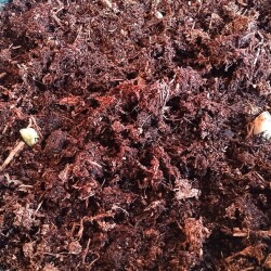 lily-28-mare4427d7b11fed437