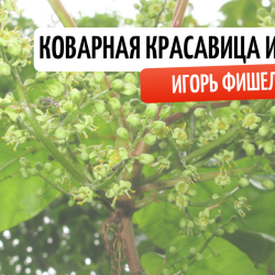 igor-fishelev-kovarnaya-krasavica-ipritkabe0cae79613a4eeb