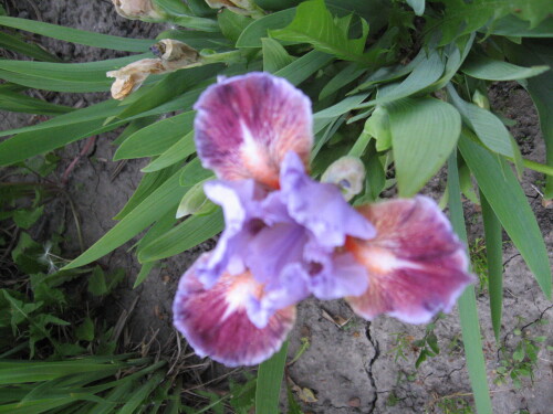 IRIS-KARLIK-Devoted-SIRENEVYI688b31580ae51eaf.jpg