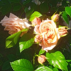 Opal-V-31-mc5e0ae34350a48ba