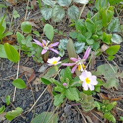 IMG_20260404_1635087eff4322bbf89d7a