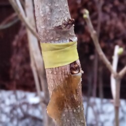 new-bud-5-aprbf3a9724c85f803a