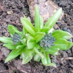 primula-1-5-apr5b03351918bb7153