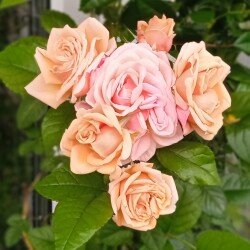 rose-8-apref4d5192b2463b4b