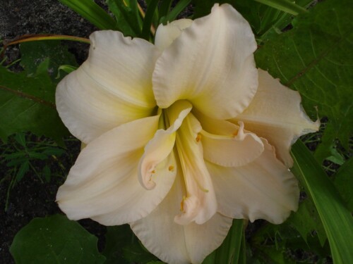 Jean Swann (Джен Сванн)