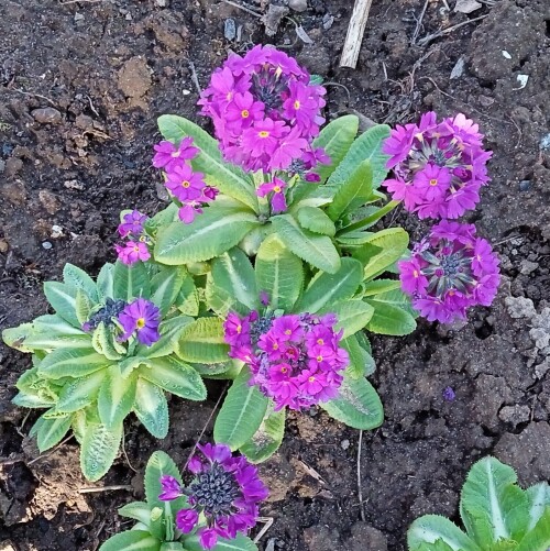 primula-25-aprb94da886f9bb2cc9.jpg