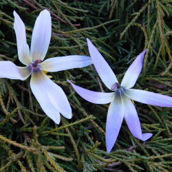 DSCN31244d468269e15b6cd9