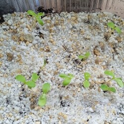 aster-10305238de853e468