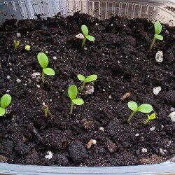 aster-2b02054fc6f62582b