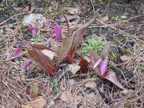 DSCN318316cd5294bcc171c5.jpg