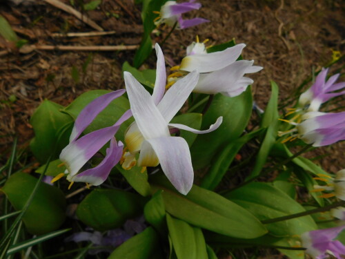 DSCN33383012550a92ef5029.jpg