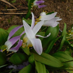 DSCN33383012550a92ef5029