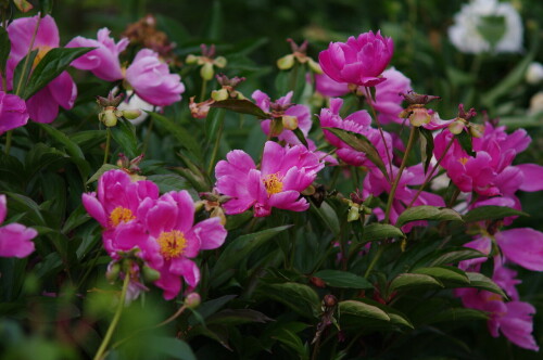 IMGP015000eb617881e79a00.jpg