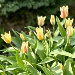 IMG_1550d7da8d9e170ef162