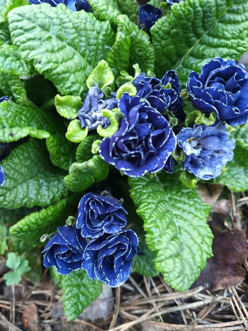 IMG_20260509_052321_976d7d3414241bfb020.jpg